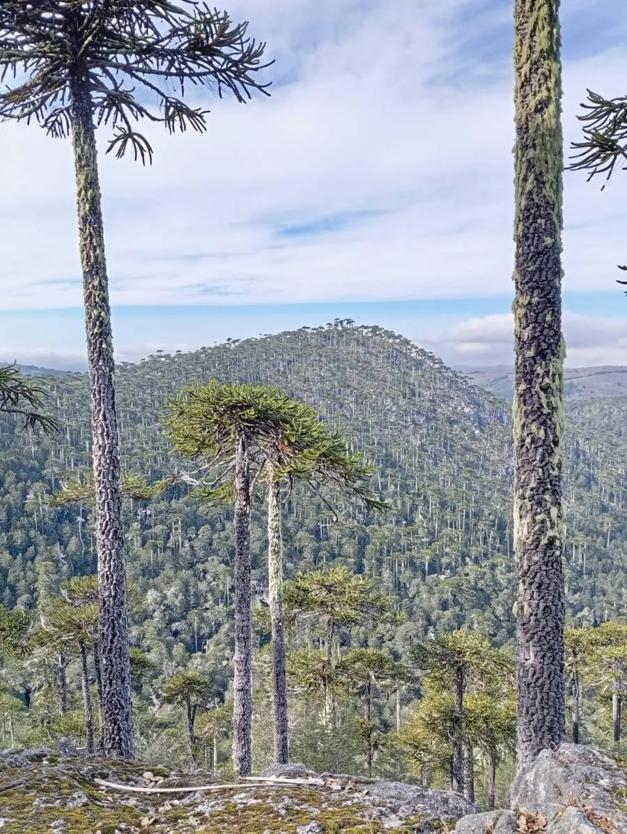 Parque Nacional Nahuelbuta