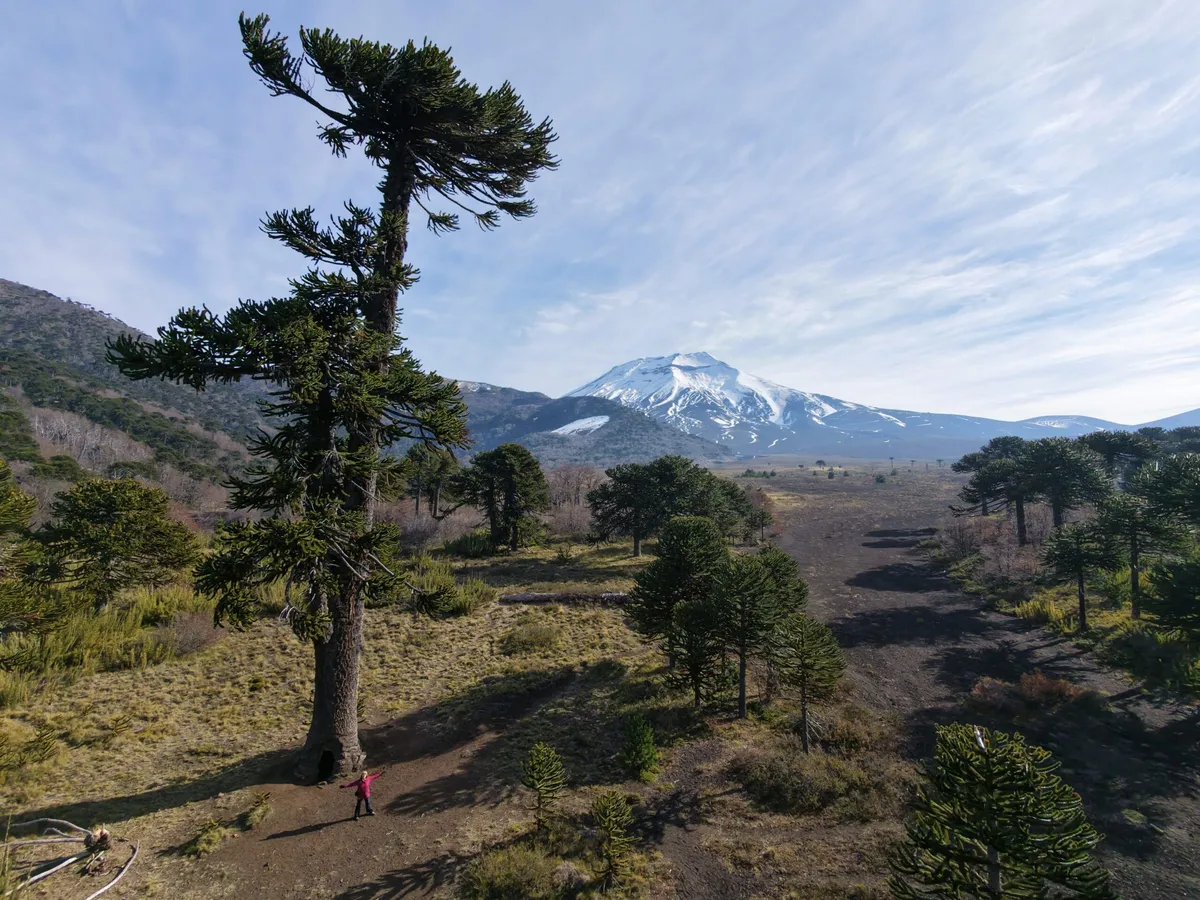 Tour y Trekking Reserva Nacional Malalcahuello