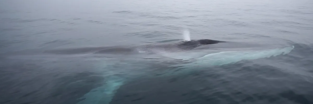 Tour Avistamiento de Ballenas - Reserva Marina Isla Chañaral