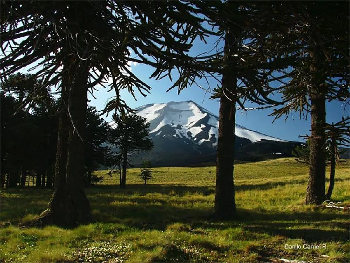 Reserva nacional Alto Biobío