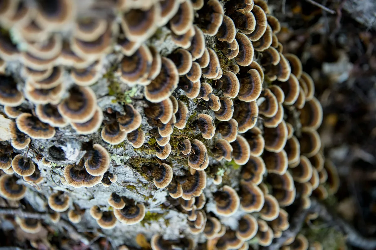 Fungiturismo en el bosque endémico