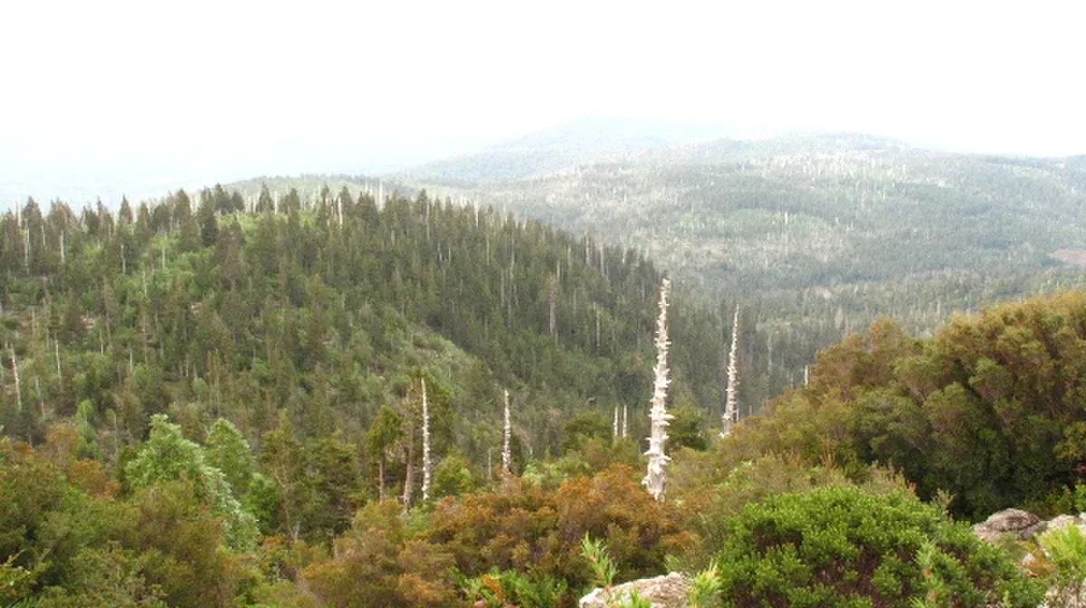 Monumento natural Alerce Costero